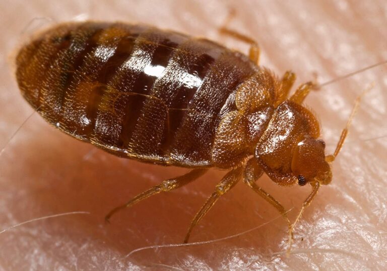 Bed Bug Cleaning Company Why You Should Hire One