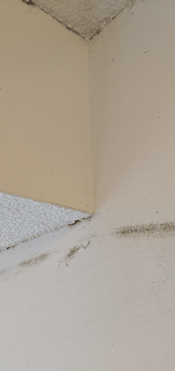 How To Clean Bed Bug Feces